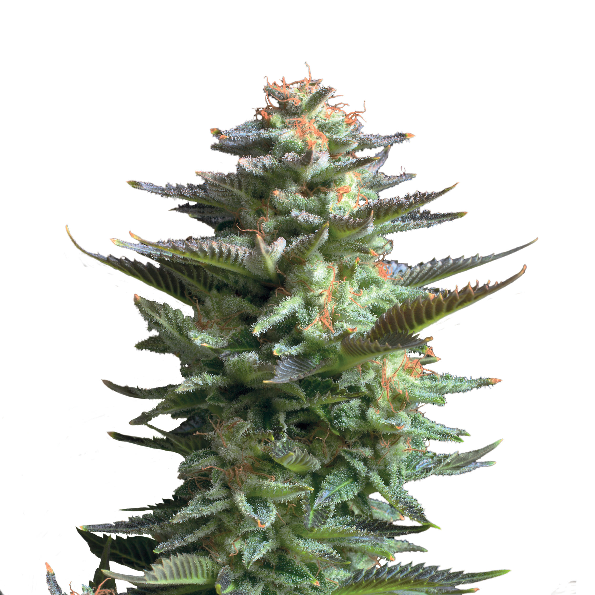 Feminisierte Cannabis Samen
