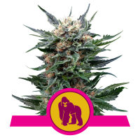 Royal Gorilla 3er Pack