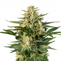 Green Gelato 3er Pack